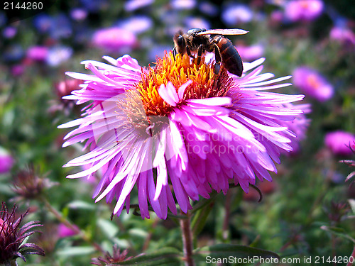 Image of The bee sitting on the aster