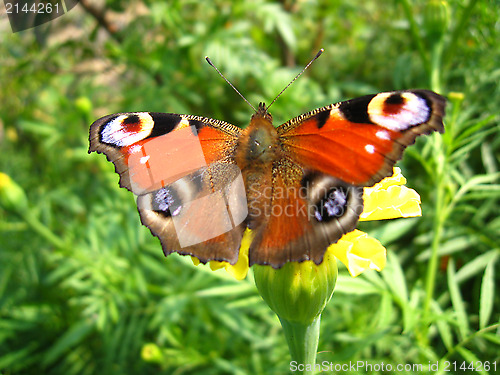 Image of butterfly of peacock eye sitting on the flower