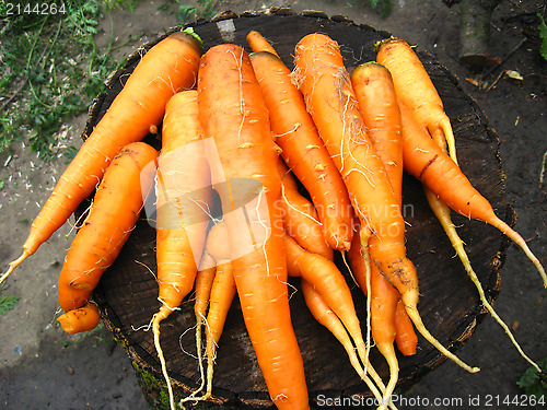 Image of bunch of carrots