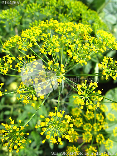 Image of Fennel growing on a bed
