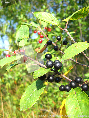 Image of Branch with the wolf berries