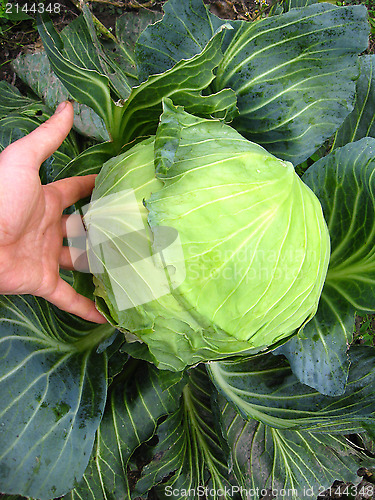 Image of the hand and big head of ripe and green cabbage