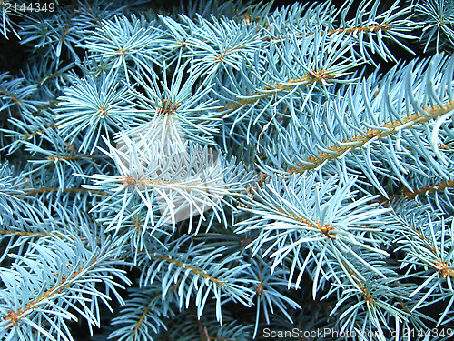 Image of Green branches of a young fur-tree