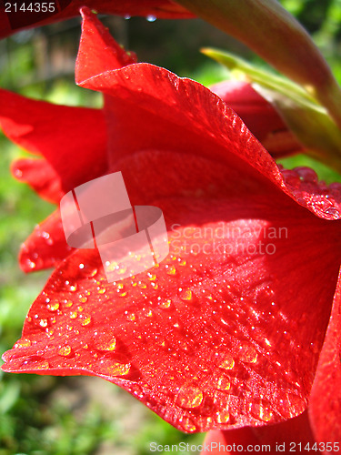 Image of drops of water on the red petal of gladiolus