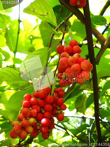 Image of The harvest of red schizandra