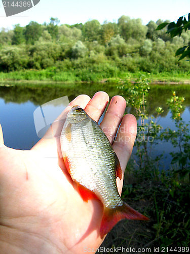 Image of Beautiful rudd laying in the hand