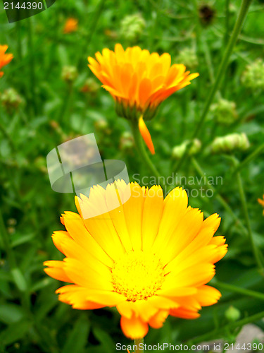 Image of beautiful flower of yellow calendula