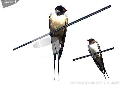 Image of swallow sitting on the cable