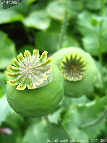 Image of green heads of a poppy