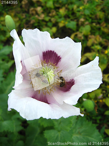 Image of bees sitting on the flower of poppy