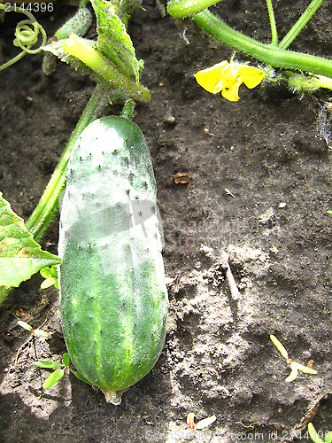 Image of Fruit of a cucumber on a bed