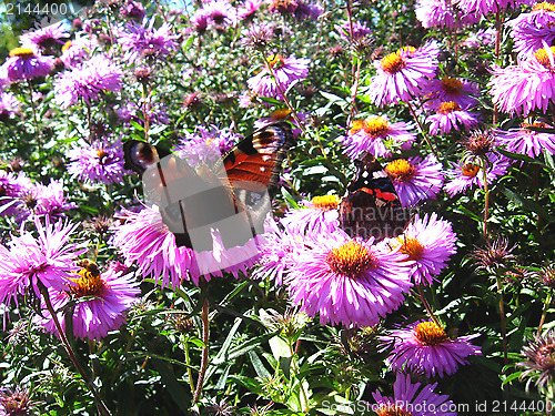 Image of butterfly of peacock eye on the aster