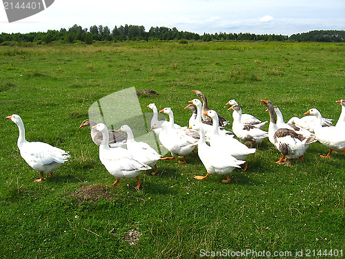 Image of Flight of white geese on a meadow