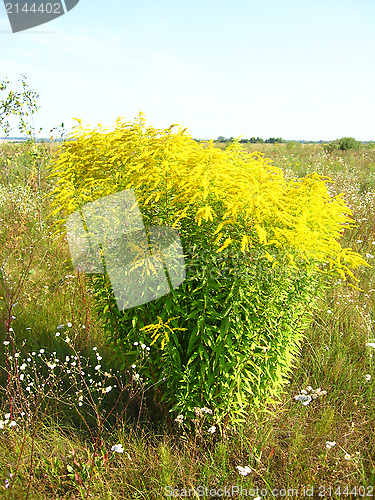Image of yellow flowers in the field