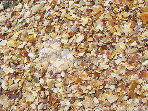 Image of Background from sand and cockleshells