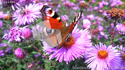 Image of butterfly of peacock eye on the aster
