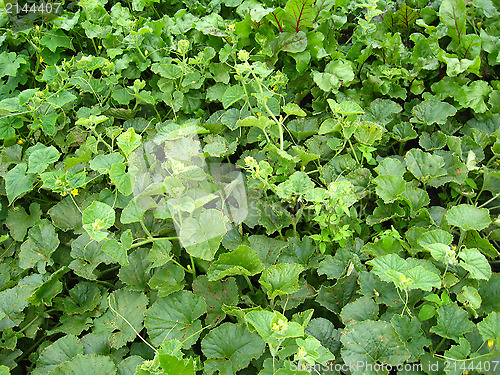 Image of Green bed of the beet and pumpkin