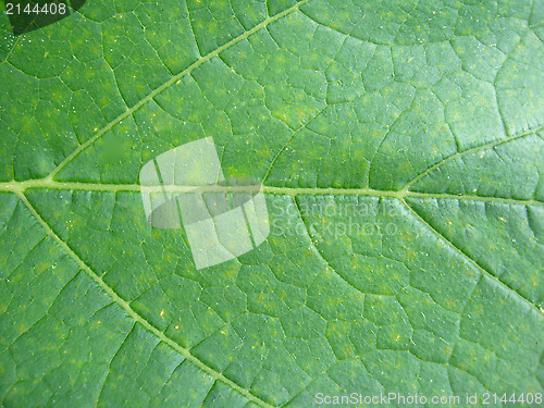 Image of background from a leaf