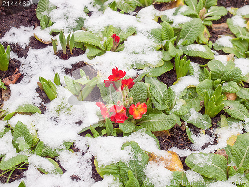 Image of Primula flower