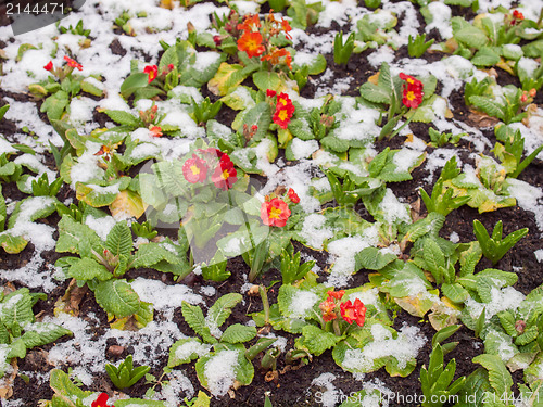 Image of Primula flower