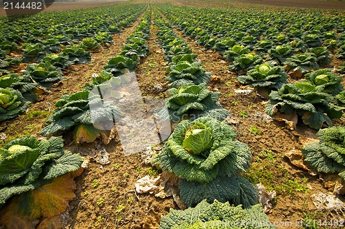 Image of Cabbage field