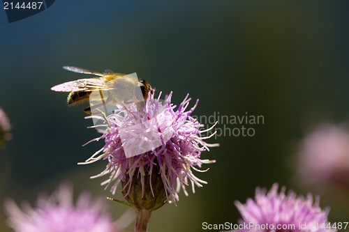 Image of Bee