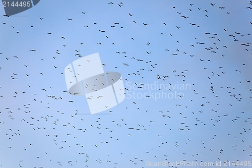 Image of Many birds