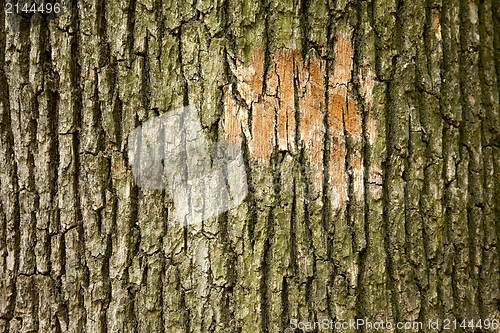 Image of Tree Bark