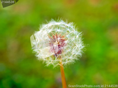 Image of Dandelion