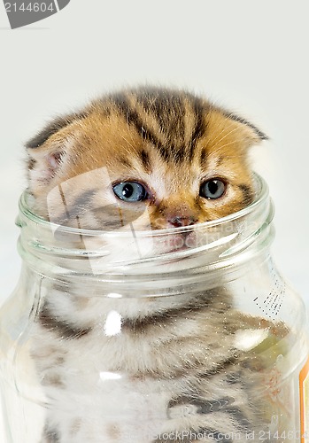 Image of Scottish fold kitten