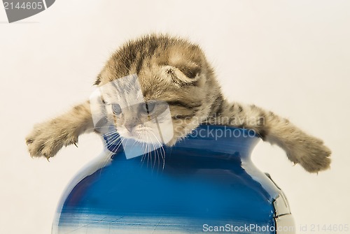 Image of Scottish fold kitten