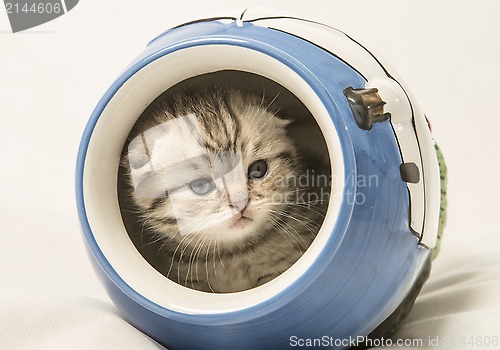 Image of Scottish fold kitten