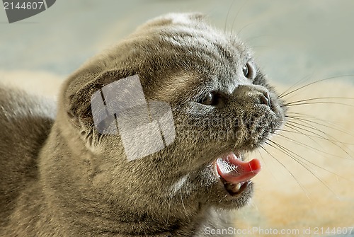 Image of Scottish fold cat