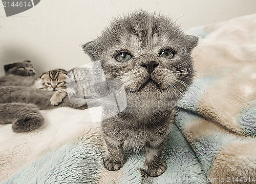 Image of Scottish fold kitten