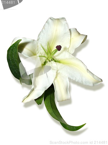 Image of Madonna lily ( lily, isolated)