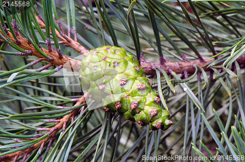 Image of closeup new green cone grow pine tree branch 
