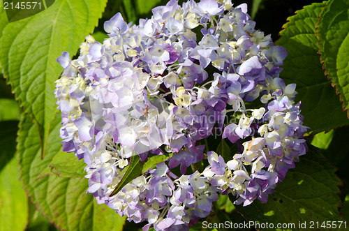 Image of closeup hydrangea flower blue bloom summer 