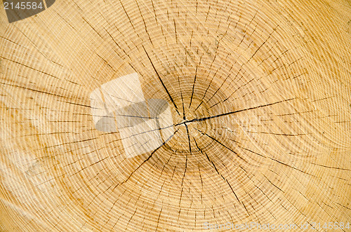 Image of Oak log detail