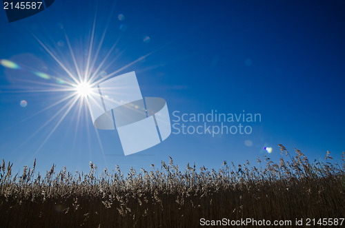 Image of Sunbeams over the reeds