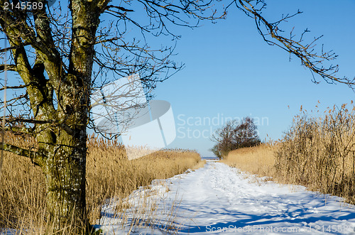 Image of Path through the reeds