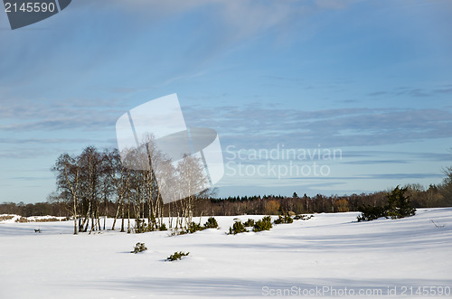 Image of Birches in winter