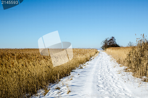 Image of Trail through the reeds