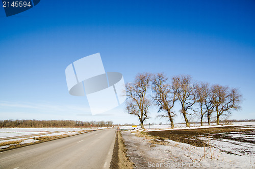 Image of Road side trees