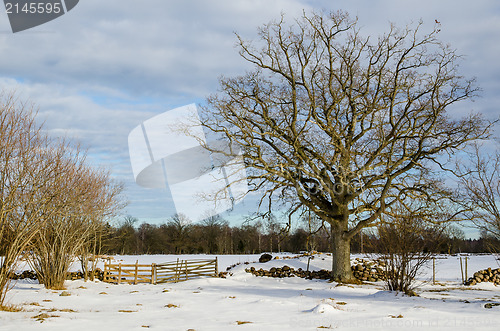 Image of Wide oak