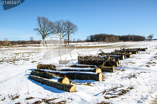 Image of Oak logs