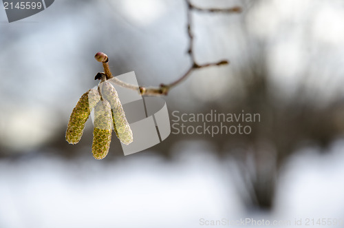 Image of Hazel catkins