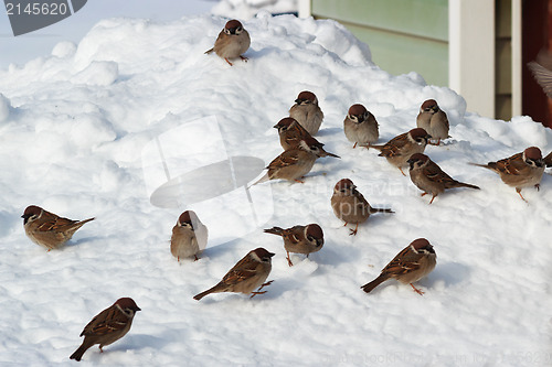 Image of Flock of birds on snow