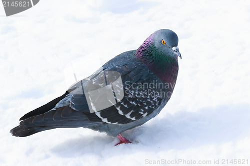 Image of Dove in winter plumage in the snow