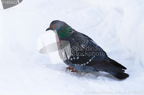 Image of Dove  on the snow surface