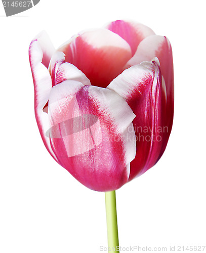 Image of Petals of pink tulip